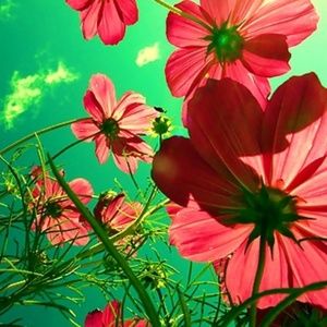 Meet your Posher, Martha